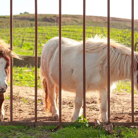 Quinta Da Murnalha Agroturismo *