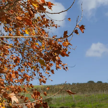Quinta Da Murnalha Çiftlik konaklama *